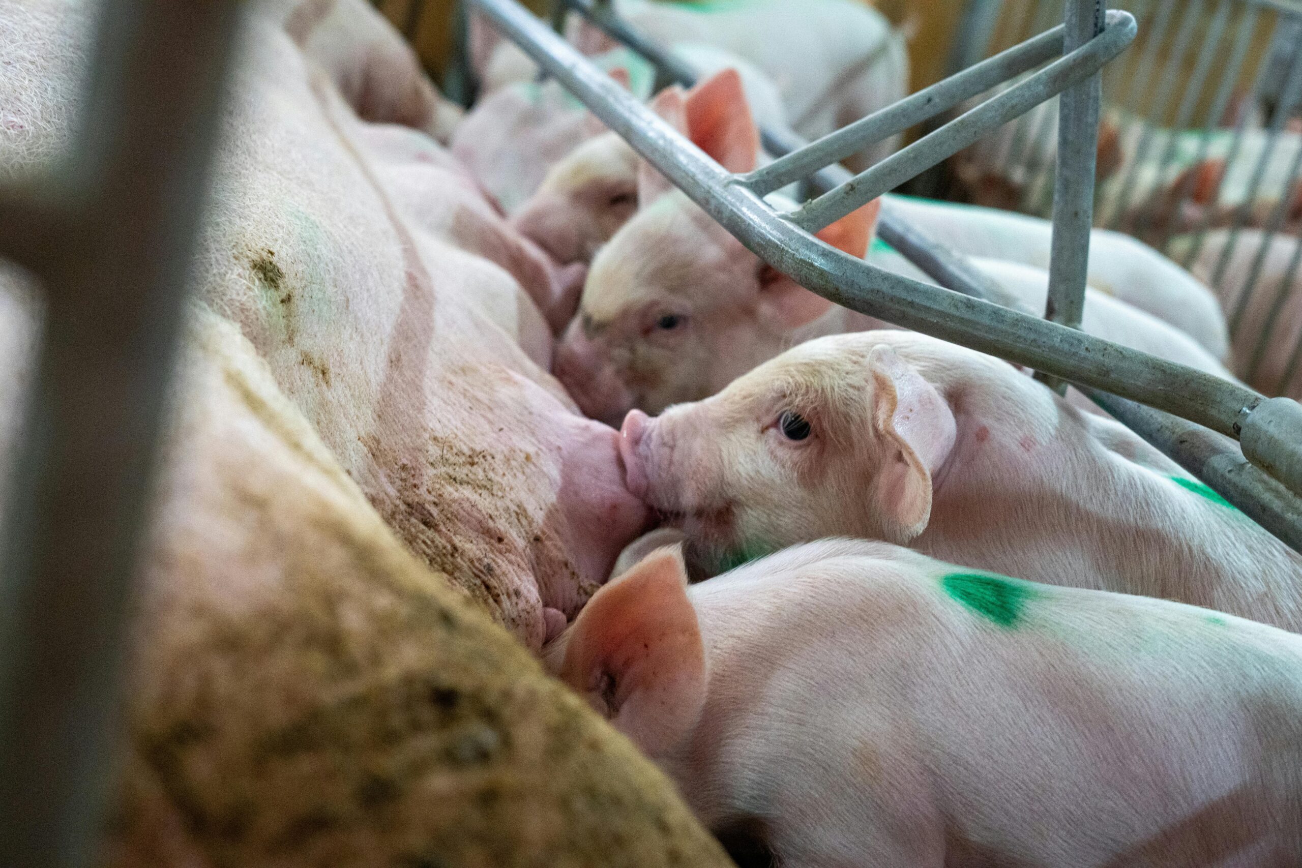 Close-up of piglets nursing from a sow in a farm enclosure, showcasing agricultural life.