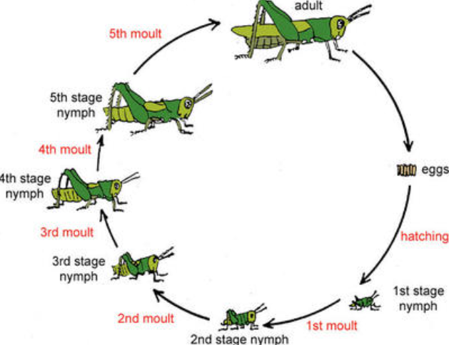 Understanding the Cricket Life Cycle and Harvest Timing Mceclip2 2